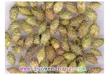 荆棘狗、老鼠愁、苍耳子