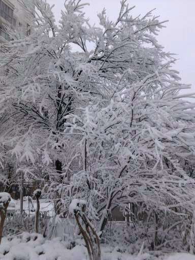 雪景