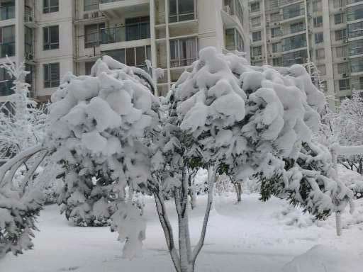 雪景